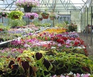 Nursery And Greenhouse Insurance Cost Coverage 21